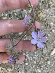 Phacelia vallis-mortae