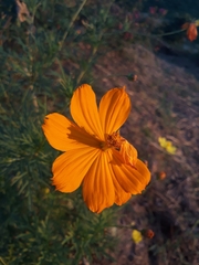 Cosmos sulphureus