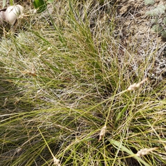 Carex filifolia