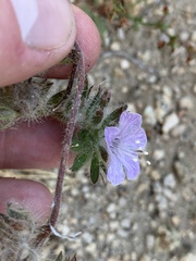 Phacelia vallis-mortae