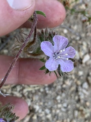 Phacelia vallis-mortae