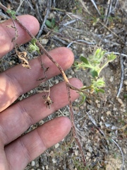 Phacelia vallis-mortae