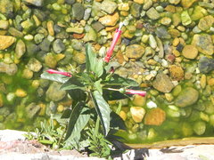 Centropogon cornutus