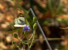 Colotis antevippe gavisa