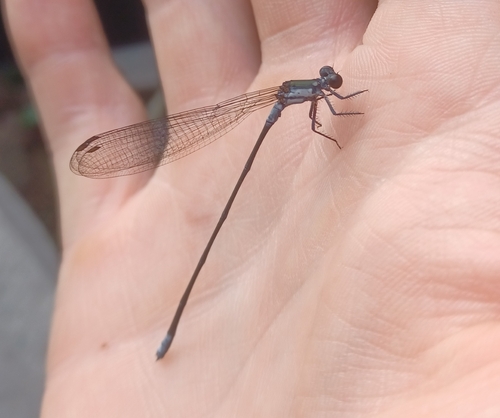 Megalagrion eudytum observed 2024-07-02