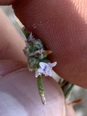 Eriastrum sparsiflorum