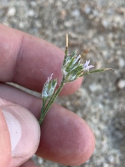 Eriastrum sparsiflorum