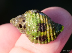 Paciocinebrina circumtexta