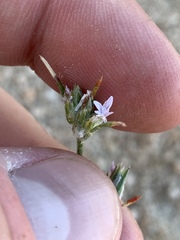 Eriastrum sparsiflorum