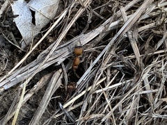 Dasymutilla nigripes