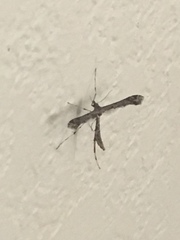 Anstenoptilia