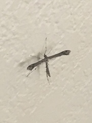 Anstenoptilia