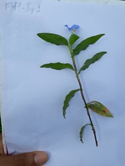 Commelina erecta