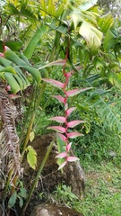 Heliconia chartacea