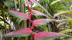 Heliconia chartacea
