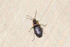 Elodes maculicollis