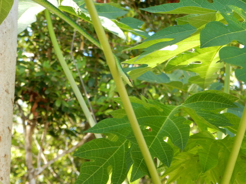 Uromacer catesbyi