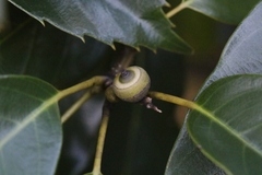 Shin oak (Quercus longipes)