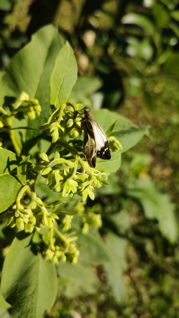 Heliopetes libra