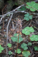 Corallorhiza maculata maculata