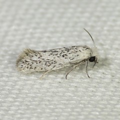 Mesepiola specca