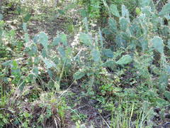 Opuntia stricta