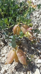 Astragalus oophorus
