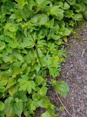 Ranunculus uncinatus