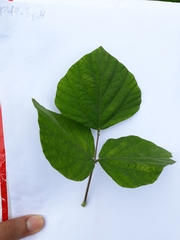 Neustanthus phaseoloides