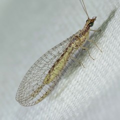 Eremochrysa punctinervis