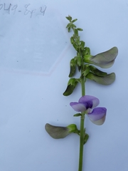 Neustanthus phaseoloides