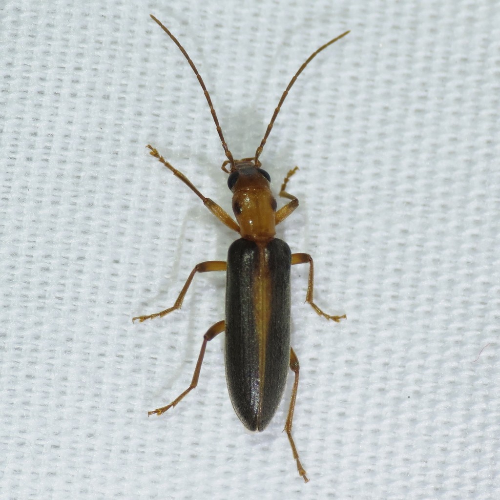 Oxacis laevicollis