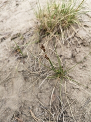 Carex duriuscula