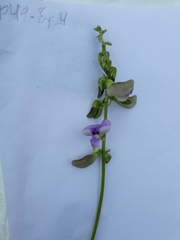 Neustanthus phaseoloides