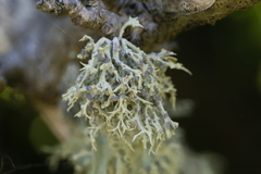 Niebla cephalota