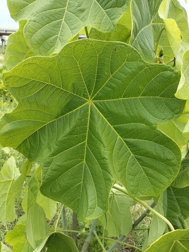 Jatropha peltata, photograph 5