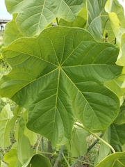 author not stated, no rights reserved Jatropha peltata, photograph author not stated, no rights reserved