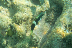 Thalassoma nigrofasciatum