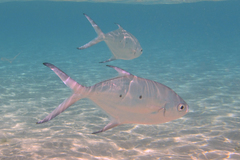 Trachinotus baillonii
