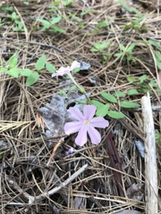 Phlox adsurgens