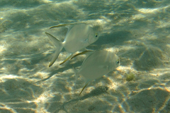 Trachinotus blochii