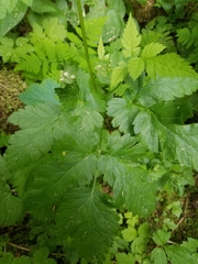 Osmorhiza purpurea