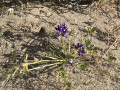 Lupinus odoratus