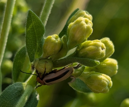 Zonitis bilineata photo 4