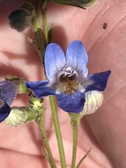 Penstemon degeneri