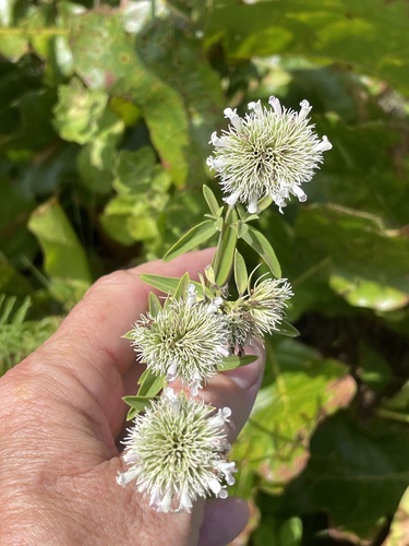Image of Savanna Mountainmint (Pycnanthemum flexuosum) by no rights reserved