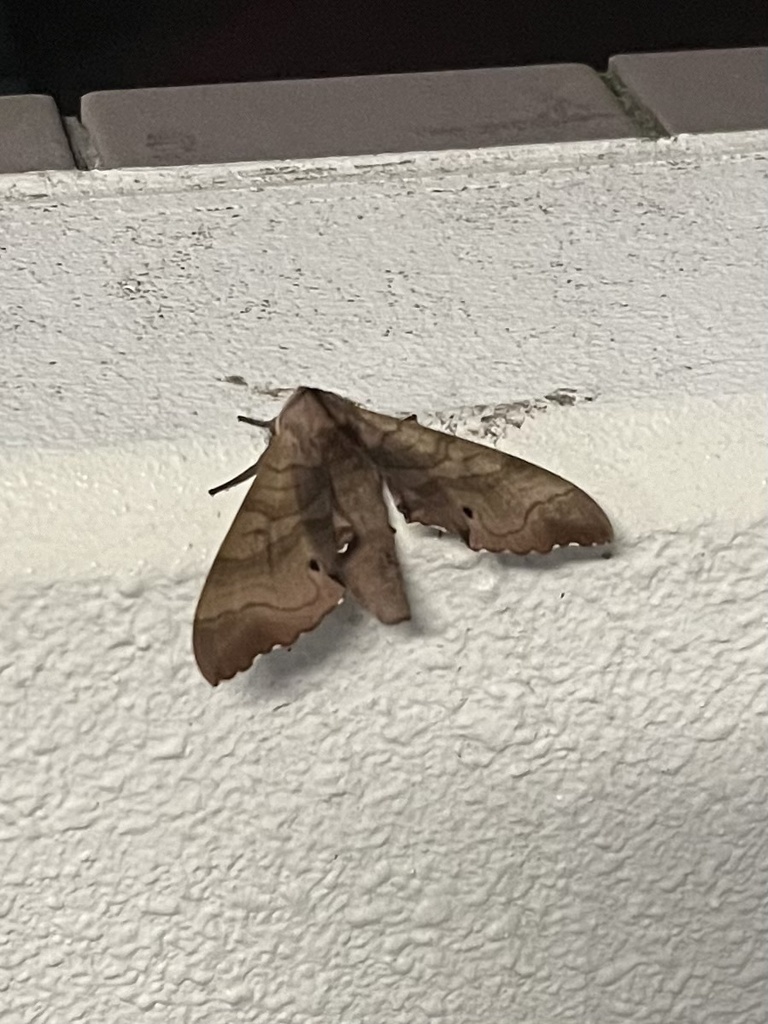 Maruka Insect Marumba from 本州, 多摩市, 東京都, JP on August 3, 2024 at 08:31 PM by つむぎ ...