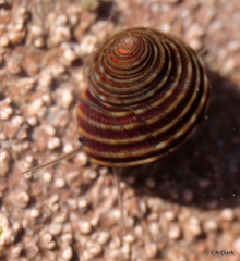 Calliostoma