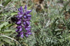 Lupinus excubitus