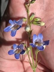 Penstemon degeneri